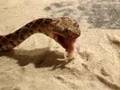 Crotalus feeding!