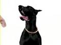 Flea Dog