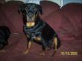 Harley.. My Sweet Angel, Always In Our Hearts.