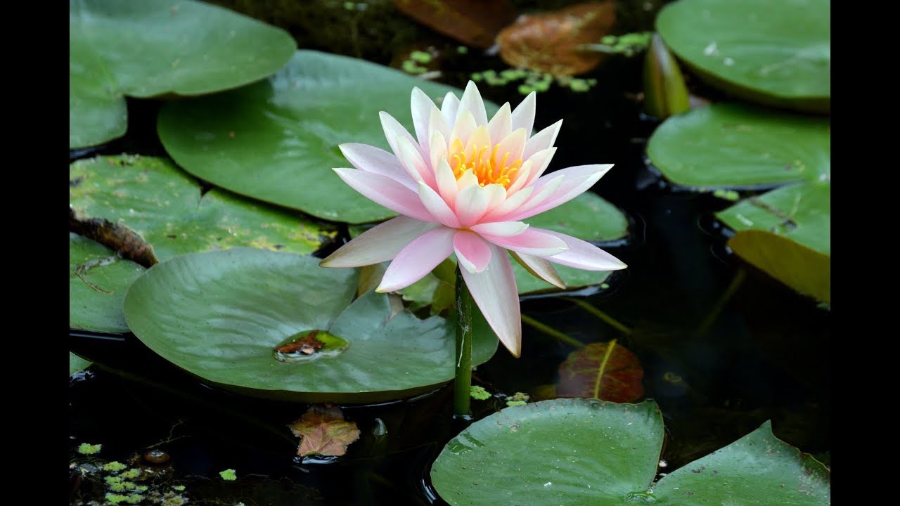 Cara Menanam Bunga Teratai