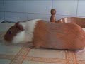 bichina