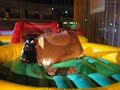 King of Bull-Riding King of Bull-Riding