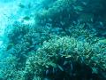 Scuba Diving The Maldives