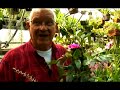 Orchid Care: Types of Orchids : All About Bonnet Orchids: Pleurothallis