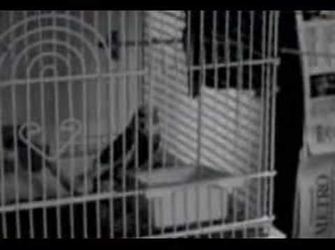 Parakeet Jailbreak