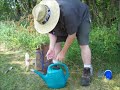 Garden Pest Prevention: Cabbage Plant Family and Flea Beetles
