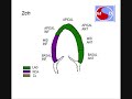 The Relationship of Regional Wall Segments and Cornary Artery Perfusion
