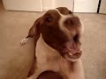 Gozer, the meanest pitbull EVER