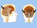 How the Body Works : The Frontal Lobe