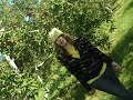 FOiiR�E UNE POMME =)