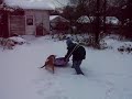 Roxie tries to carry sled like a frisbee..MOV