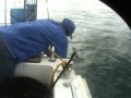 Shark Cage Diving Shark Cage Diving