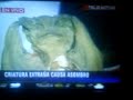 Extraterrestre en Monterrey (Las Noticias)