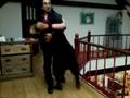videos de Leçon de tango