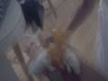 videos de Sonic and Tails race