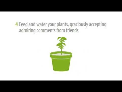 how to harvest aubergines