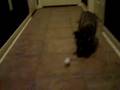 raccoon plays fetch