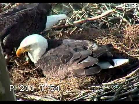 how to turn nest off