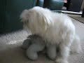 Mojo Bear Hump