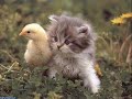 Caturday XIII
