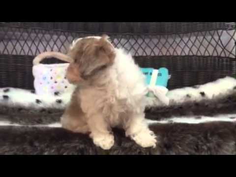 Handsome one of a kind baby boy Shihpoo!