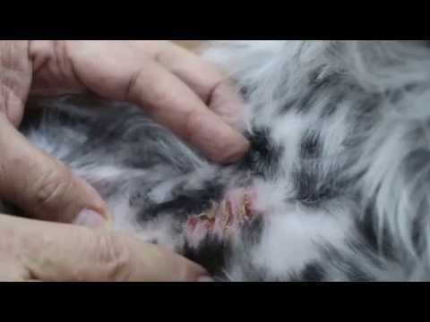 how to dissolve stitches