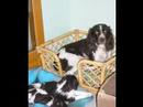 Chiots Springers Spaniel