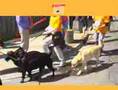 2008 Blue Nose International Marathon Highlight Video
