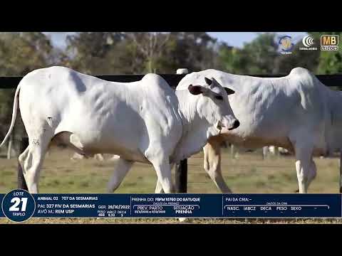 1� DE OLHO NA FAZENDA NELORE SESMARIAS