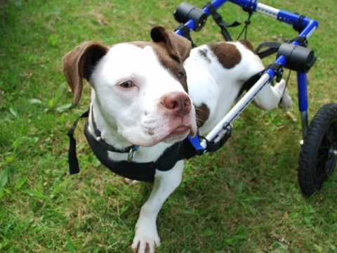 Dogs in Wheelchairs Happy and Healthy