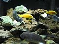 Fish Tank RENOVATIONS, 29 gal, 38 gal, and 90 gallon remodel