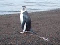 Chinstrap penguins