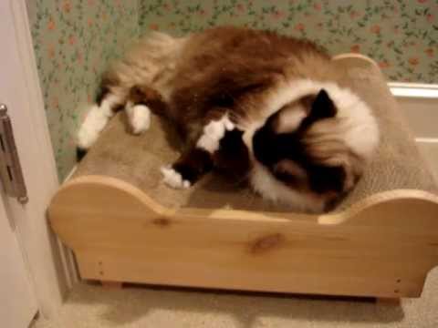 0 Brawny Cat Big Baby Jr.   Floppycats.com Review