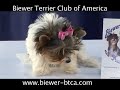 Biewer Terrier Club of America ? Chuck & \"Tootsie Roll\" Biewer Terrier Club of America ? Chuck & \"Tootsie Roll\"