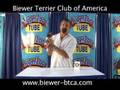Biewer Terrier Club of America — Chuck & Tootsie Roll