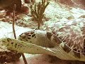 Sea Turtle in Cozumel