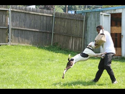 تدريب الكلاب بيتبول - اشرس كلب شفته بحياتي - Dog Training Pitbull
