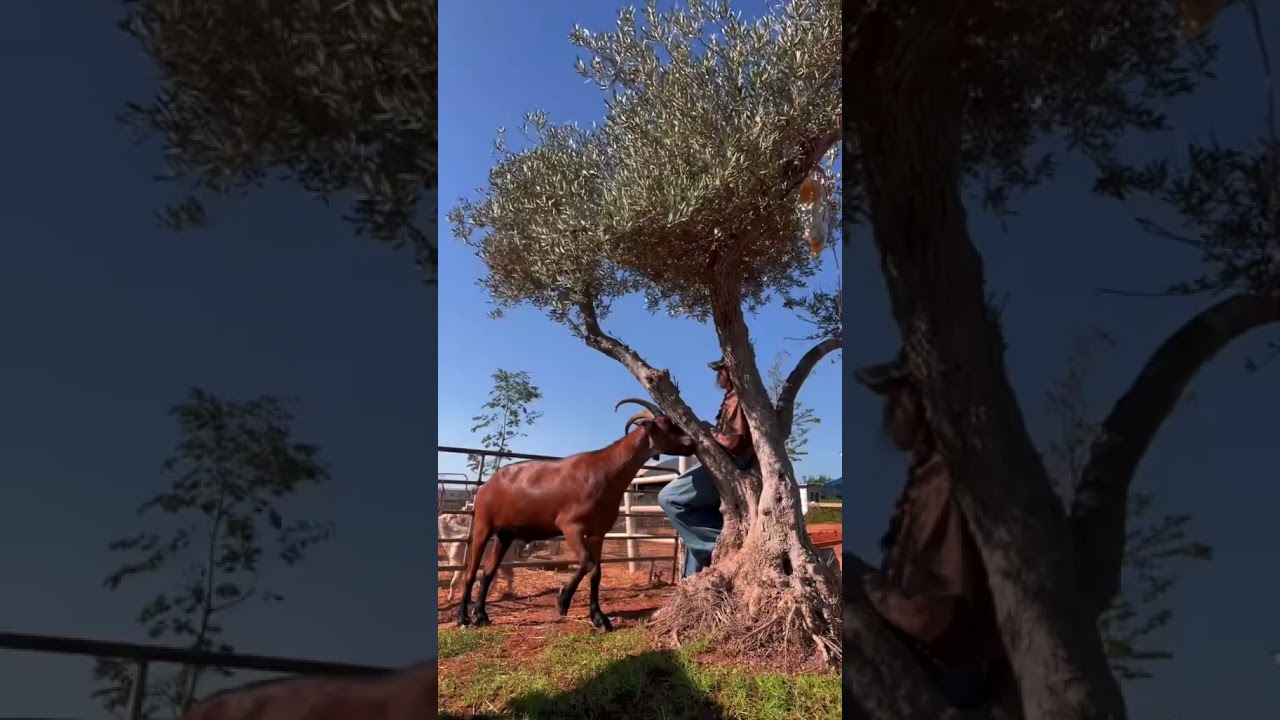 אני וחמורים