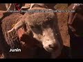 Lacabamba: Sheep breeding and management