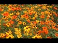 Panasonic miniDV camcorder: Color fidelity test Panasonic miniDV camcorder: Color fidelity test