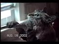 かわいい猫動画