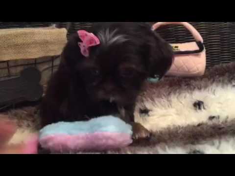 SWEET AS SUGAR CHOCOLATE FEMALE SHIH TZU