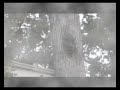 The Talking Trees PT 2