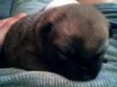 One Week Old