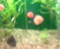discus discus