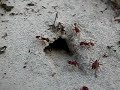 Florida Harvester Ants (pogonomyrmex badius) Digging a Nest
