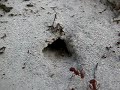 Florida Harvester Ants (pogonomyrmex badius) Digging a Nest Florida Harvester Ants (pogonomyrmex badius) Digging a Nest