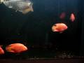 videos de Red Parrot Community