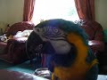 Bunson my funny parrot