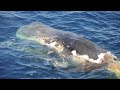 Sharks eating whale in HD